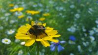 Listening to Insects: The World of Bioacoustics