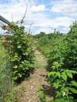 Edible Woodlands