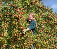 International apple throwing championships mark end of season at Newby Hall