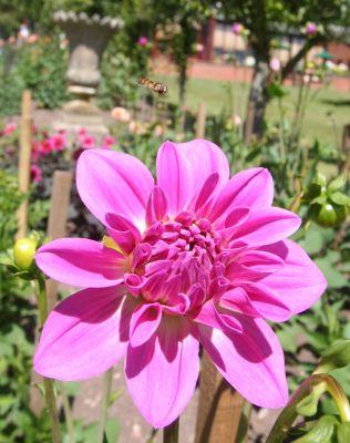 Newby Hall Flowers With A Hoverfly