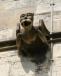 Ripon Cathedral Gargoyle